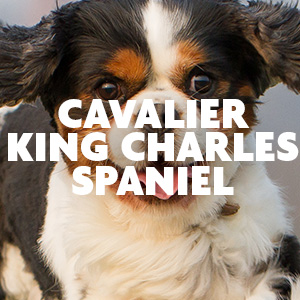 Furminator cavalier king charles cheap